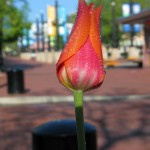 IMG_7355