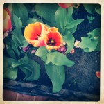 hipsto flowers