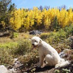 Colorado Fall Colors Colorado Fall Colors