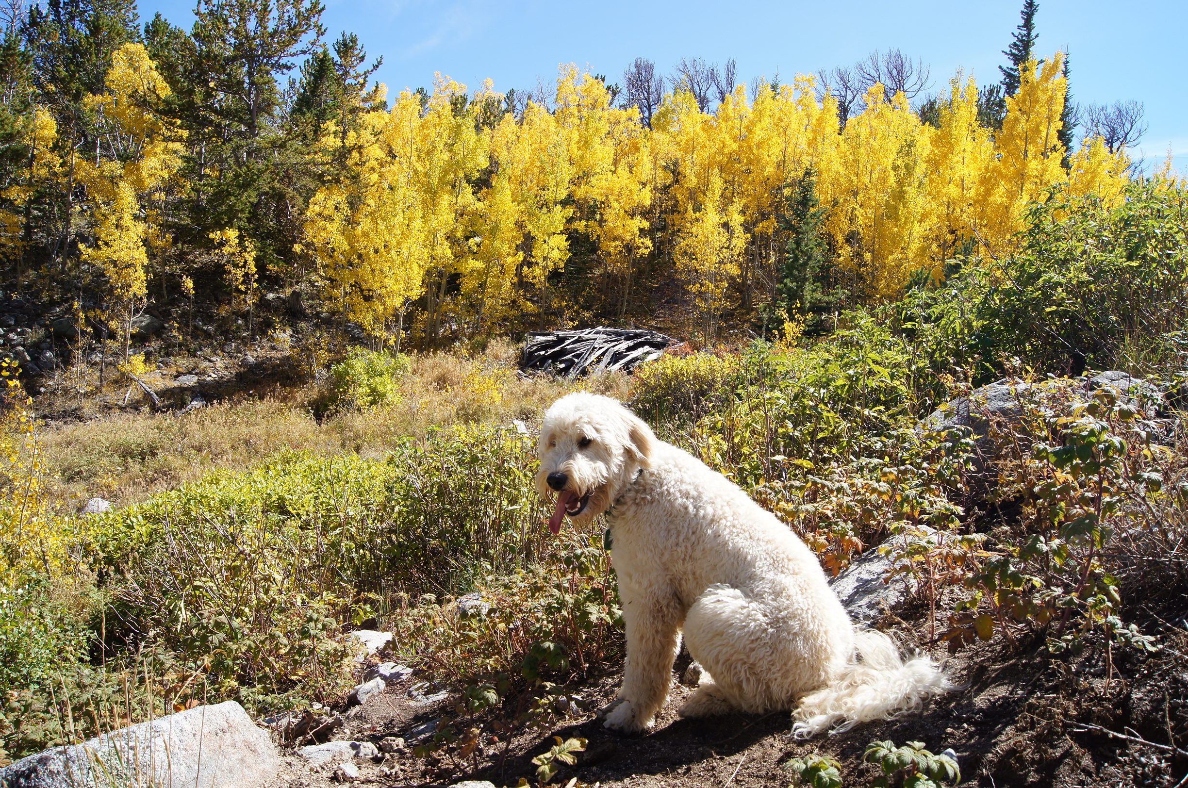 Colorado Fall Colors
