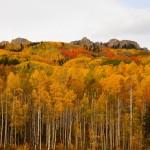 Fall colors near Kebler Pass