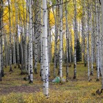 campsite in aspens