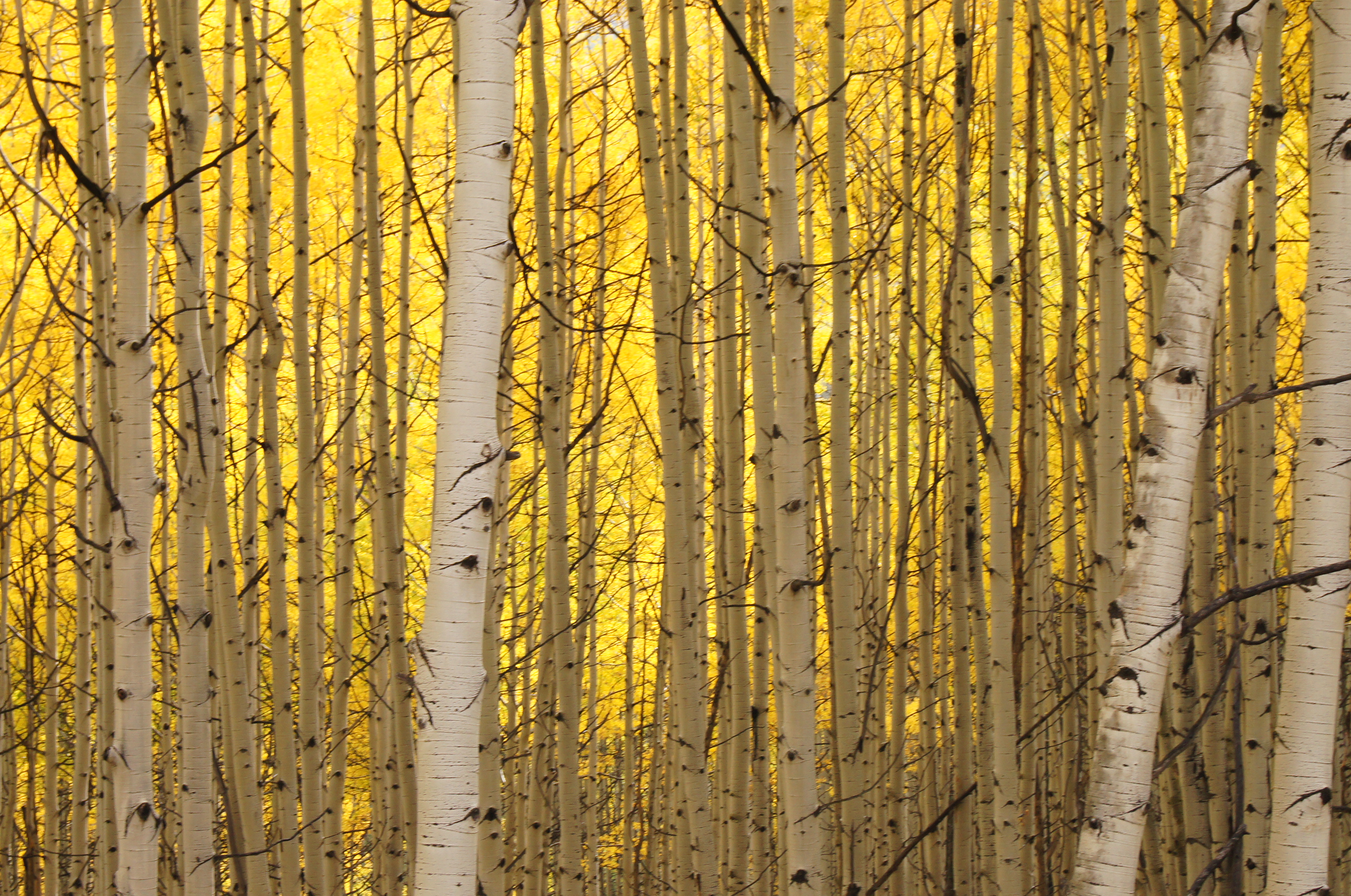 Colorado Aspens