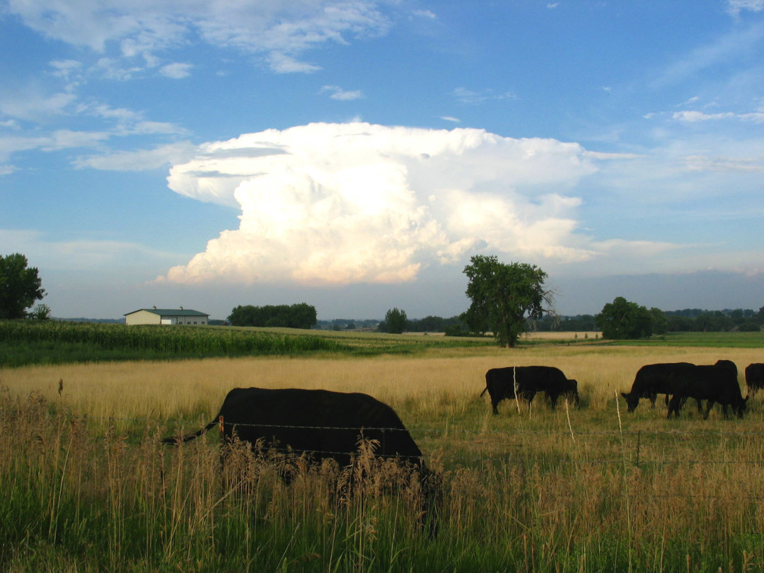 Cows and Clouds