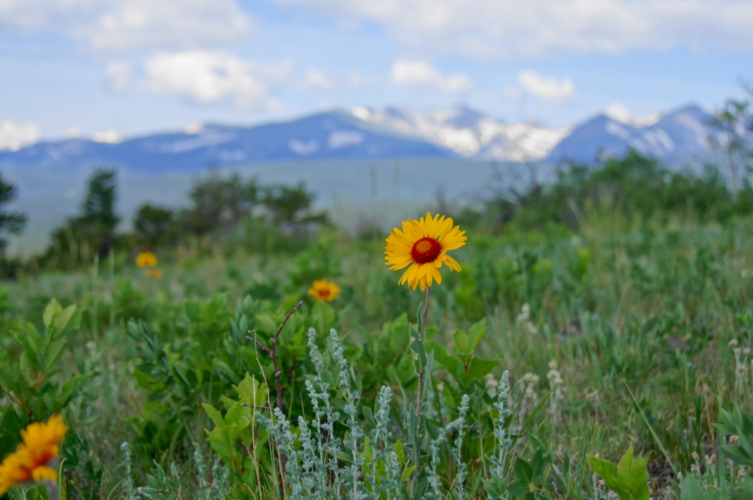 Bald Mountain