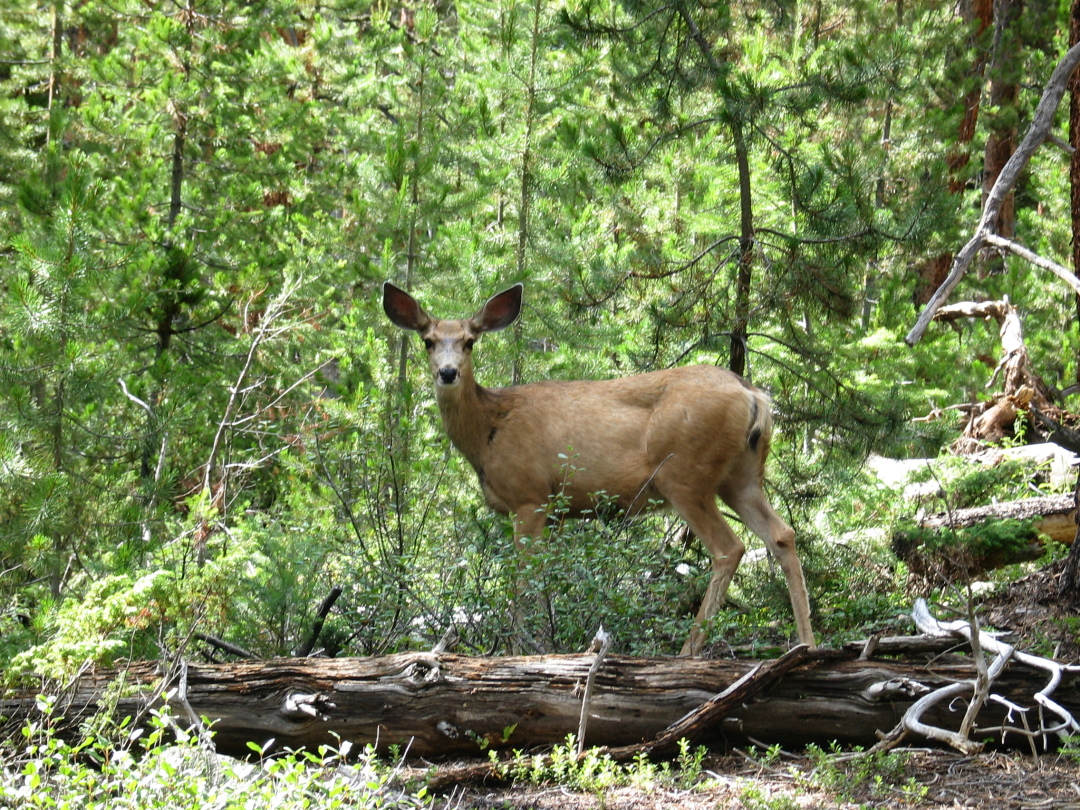 Deer