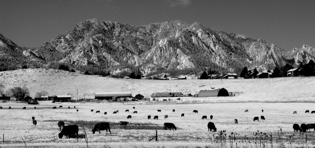 Eldorado Valley Cows