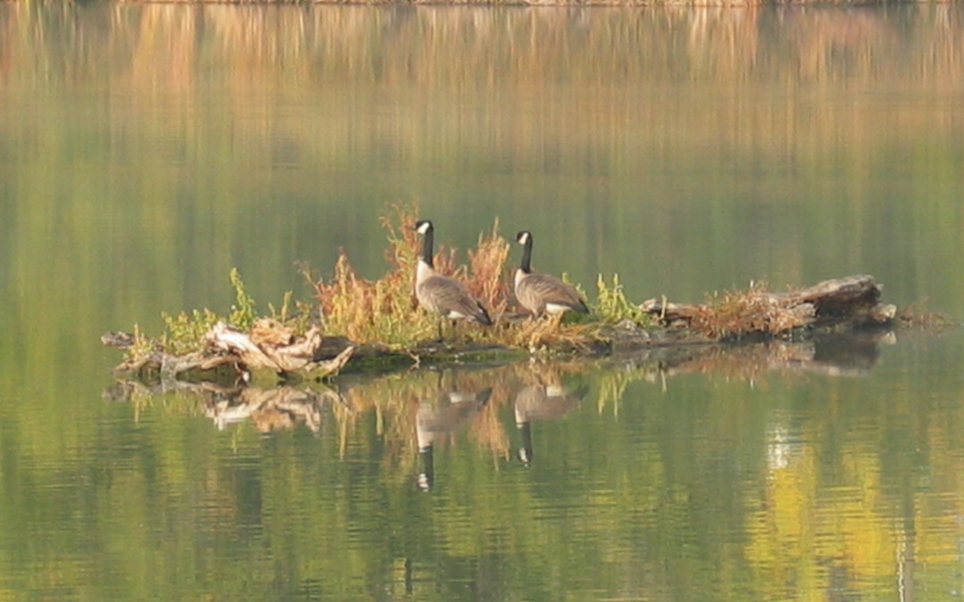 Joint Tenancy vs. Tenants in Common