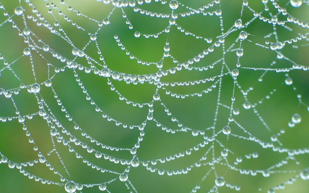 Choose Your Lender Wisely